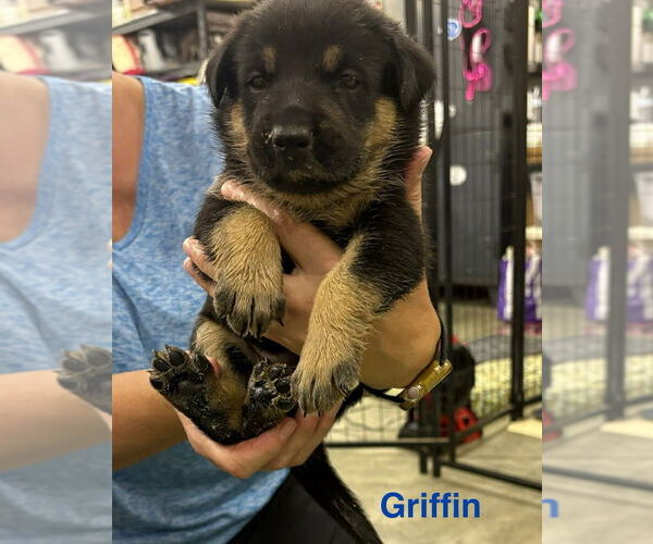Medium Photo #3 German Shepherd Dog-Unknown Mix Puppy For Sale in Bemidji, MN, USA