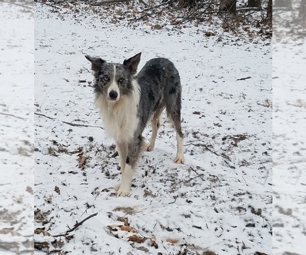 Medium Photo #1 Border-Aussie Puppy For Sale in BLUE RIVER, WI, USA