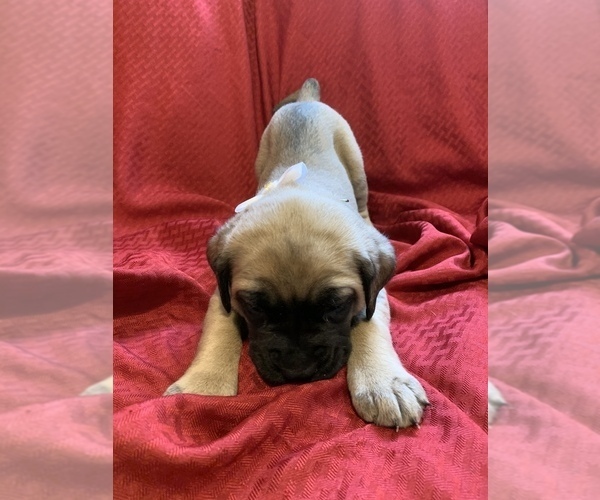 Medium Photo #11 Mastiff Puppy For Sale in FARMINGTON, WV, USA