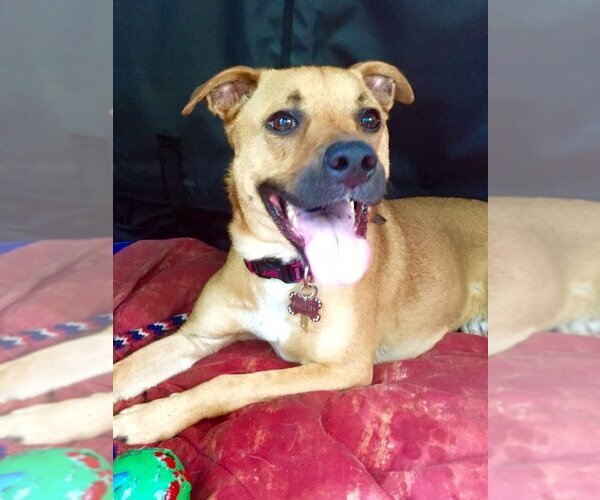 Medium Photo #11 Mutt Puppy For Sale in Rockaway, NJ, USA
