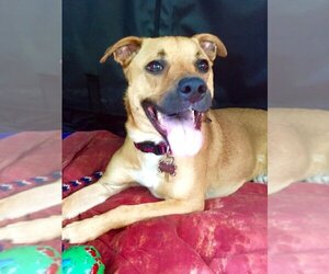 Shelby (SADIE) - Female Mutt Dog for Adoption - Photo #11