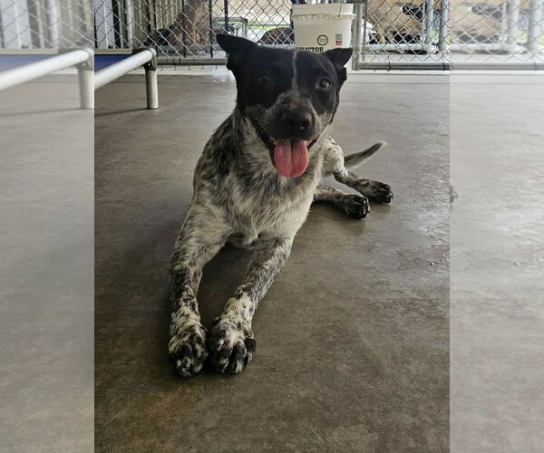Medium Photo #2 Australian Cattle Dog-Unknown Mix Puppy For Sale in El Centro, CA, USA