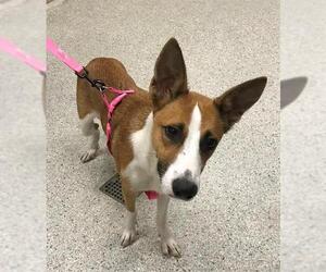 Australian Kelpie-Unknown Mix Dogs for adoption in Conroe, TX, USA