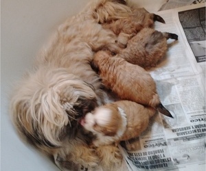 Mother of the ShihPoo puppies born on 03/20/2025