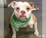 Small #4 American Bulldog Mix