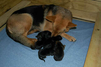 Mother of the German Shepherd Dog puppies born on 12/31/2018