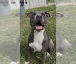 BO - Male American Bulldog Dog for Adoption - Small photo