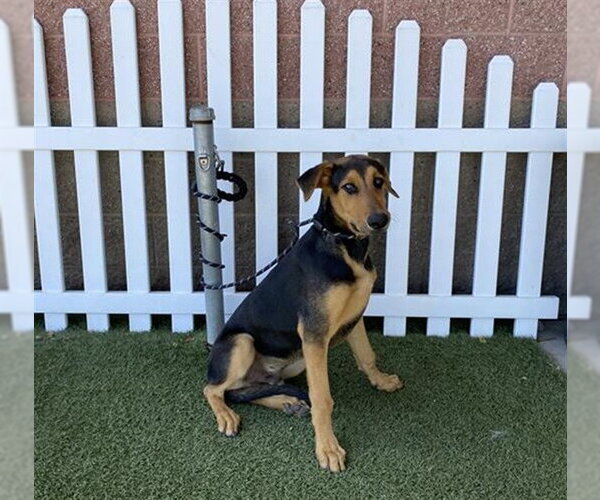 Medium Photo #1 Treeing Walker Coonhound Puppy For Sale in Modesto, CA, USA