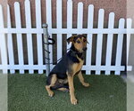 Small Treeing Walker Coonhound