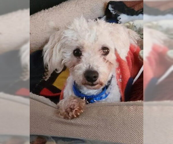 Medium Photo #4 Maltipoo (Miniature) Puppy For Sale in San Diego, CA, USA