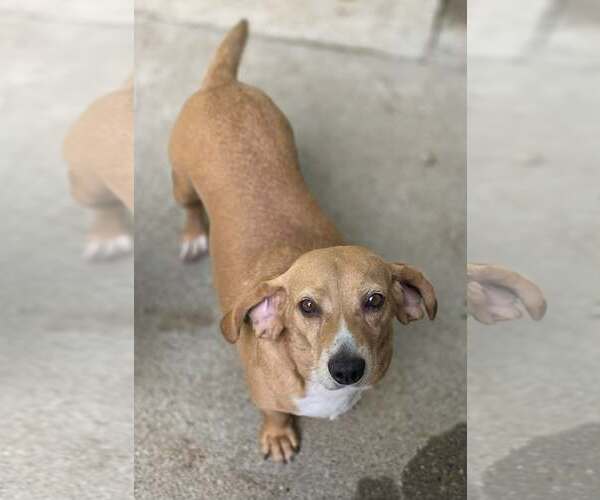 Medium Photo #4 Beagle-Unknown Mix Puppy For Sale in Woodsfield, OH, USA