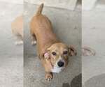 Small #3 Beagle Mix