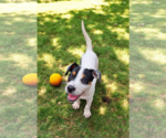Small #29 Basenji-Rat Terrier Mix