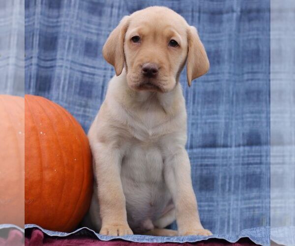 Medium Photo #3 Labrador Retriever Puppy For Sale in ELLIOTTSBURG, PA, USA