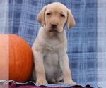 Small #2 Labrador Retriever