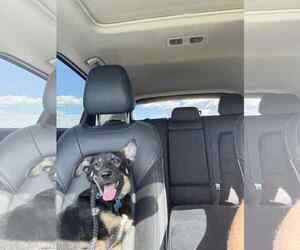 Sage - Male German Shepherd Dog-Unknown Mix Dog for Adoption - Photo #3