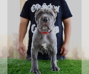 Cane Corso Puppy for sale in WHITTIER, CA, USA