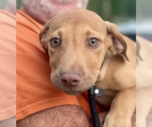 Mutt Dogs for adoption in Mount Laurel, NJ, USA