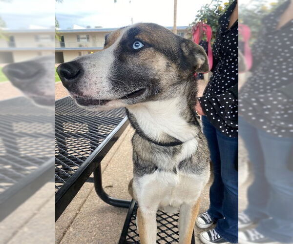 Medium Photo #2 - Mix Puppy For Sale in Chandler, AZ, USA