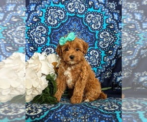 Maltipoo Puppy for sale in LINCOLN UNIV, PA, USA