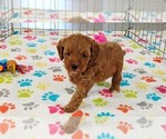 Small #3 Cavapoo mix (+ Poodle Miniature)