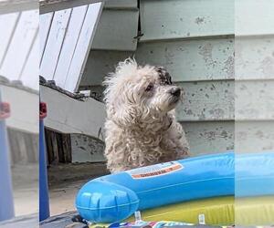 Poodle (Miniature)-Unknown Mix Dogs for adoption in San Antonio, TX, USA