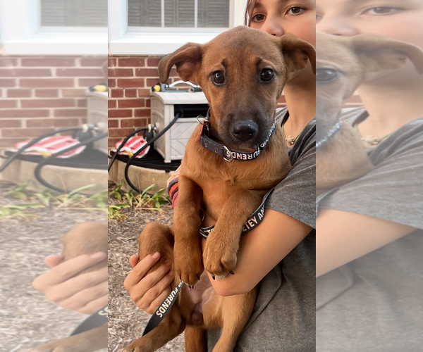 Medium Photo #5 Mutt Puppy For Sale in Rockville, MD, USA