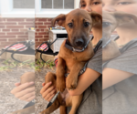 Small #4 Mutt