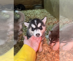 Siberian Husky Puppy for Sale in RYAN, Iowa USA