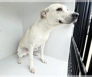 Labrador Retriever Dogs for adoption in Houston, TX, USA