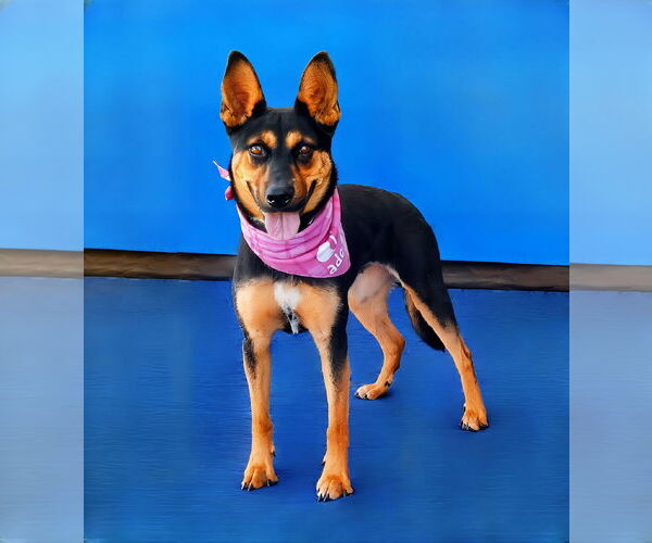 Medium Photo #2 Mutt Puppy For Sale in Pasadena, CA, USA