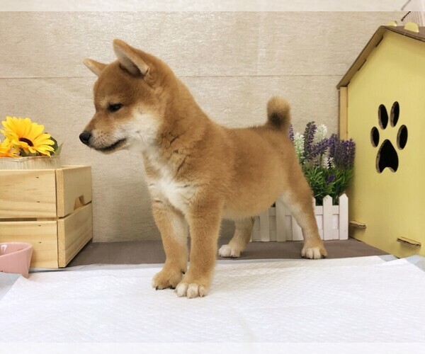 Dogged Beauty Local Shiba Inu Competes At Westminster