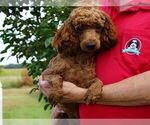 Small Photo #1 Poodle (Miniature) Puppy For Sale in HUTCHINSON, KS, USA