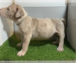 Small #12 American Bully