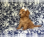 Small #2 Goldendoodle (Miniature)