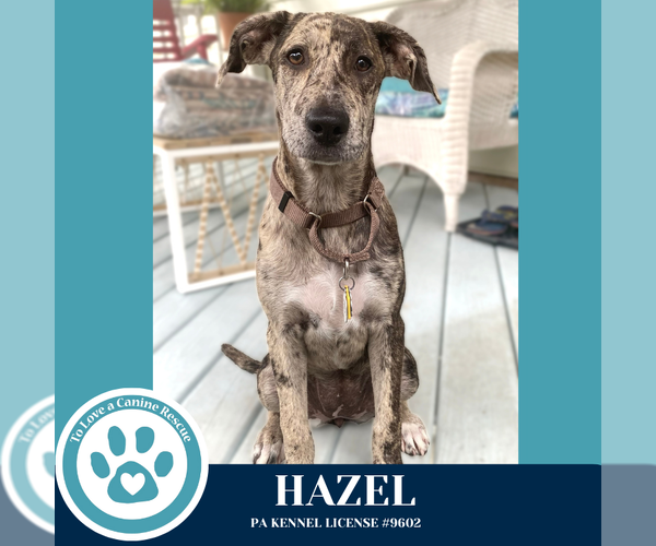 Medium Photo #5 Catahoula Leopard Dog-Great Dane Mix Puppy For Sale in Kimberton, PA, USA