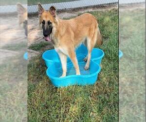 CHICKPEA - Female German Shepherd Dog-Unknown Mix Dog for Adoption - Photo #2