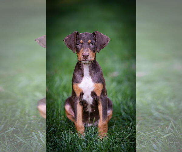 Medium Photo #1 Doberman Pinscher-Unknown Mix Puppy For Sale in Minneaoplis, MN, USA