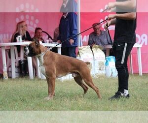 Father of the Boxer puppies born on 05/02/2023