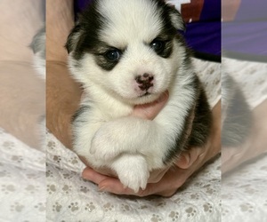 Medium Pomsky