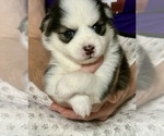 Puppy 2 Pomsky