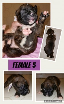 Medium Photo #1 Boxer Puppy For Sale in TROY, VA, USA