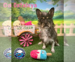 Toxirn Dogs for adoption in Arcadia, FL, USA