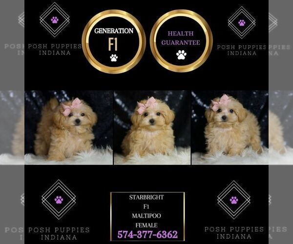 Medium Photo #2 Maltipoo Puppy For Sale in WARSAW, IN, USA