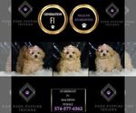 Small Photo #2 Maltipoo Puppy For Sale in WARSAW, IN, USA