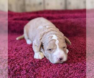Goldendoodle (Miniature) Puppy for sale in WITHEE, WI, USA