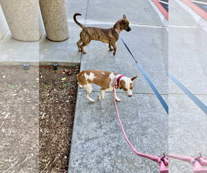 Nala - Female Dachshund-Unknown Mix Dog for Adoption - Photo #6