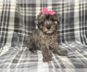YorkiePoo Puppy for sale in LAKELAND, FL, USA