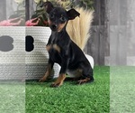 Small #4 Miniature Pinscher