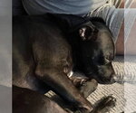 Small #1 Labrador Retriever Mix